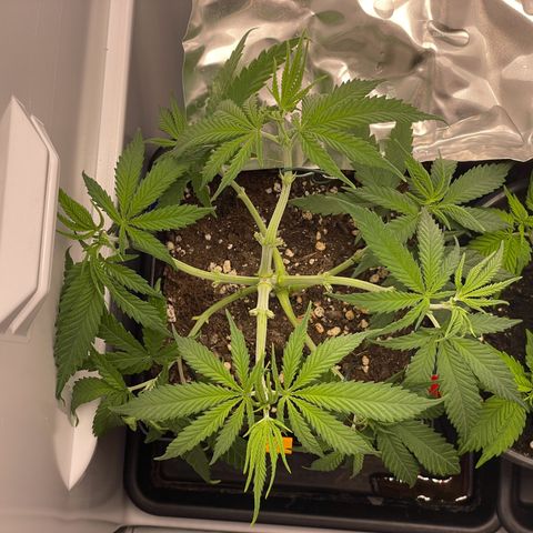 Runtz growlog timeline photo