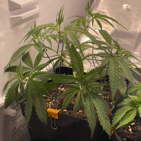 Runtz growlog timeline photo