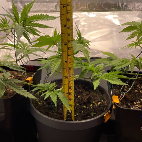 Lava Cake growlog timeline photo