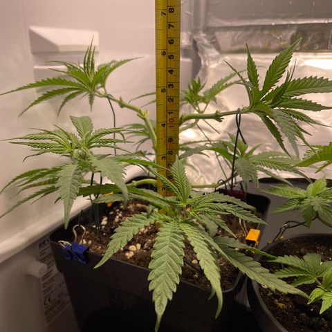 Runtz growlog timeline photo