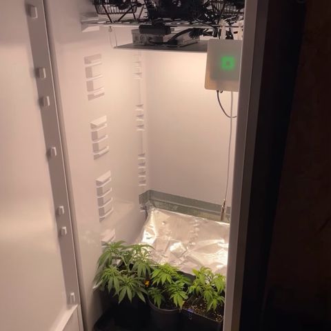 Runtz growlog timeline photo