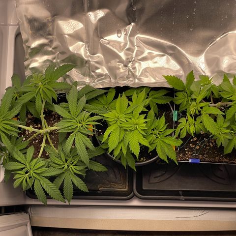 Runtz growlog timeline photo