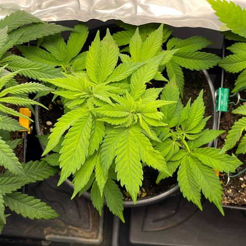 Lava Cake growlog timeline photo