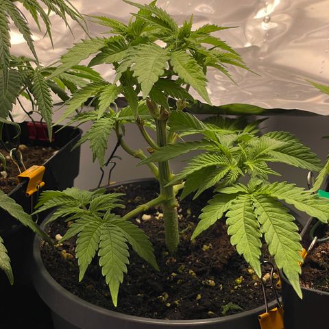 Lava Cake growlog timeline photo