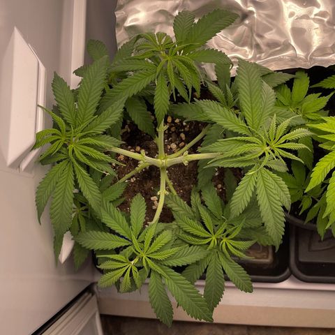 Runtz growlog timeline photo