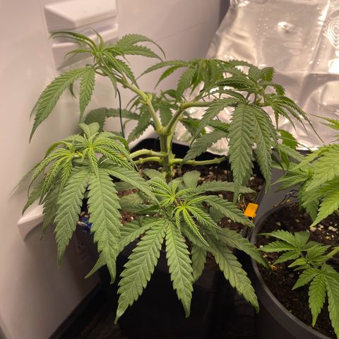 Runtz growlog timeline photo