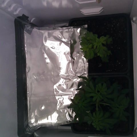 Runtz growlog photo: abends