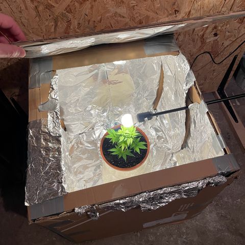 Lava Cake growlog photo: Überbrücken bis die Pflanze auf den Balkon kann 