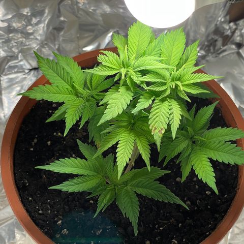 Lava Cake growlog photo: Überbrücken bis die Pflanze auf den Balkon kann 