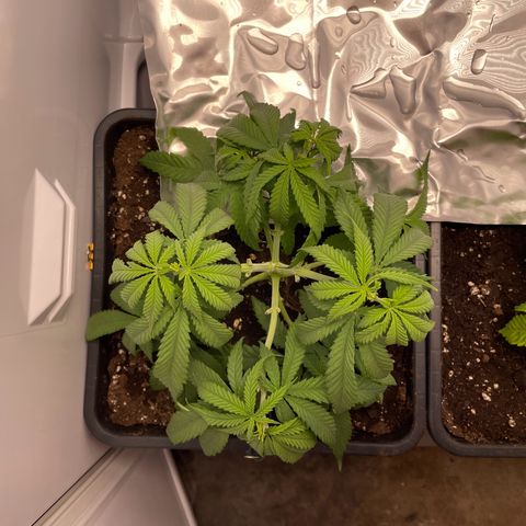 Runtz growlog photo: Lässt nach dem Umtopfen die Blätter hängen 
