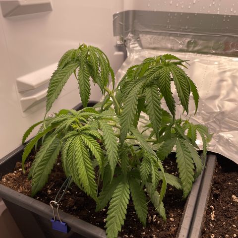 Runtz growlog photo: Lässt nach dem Umtopfen die Blätter hängen 