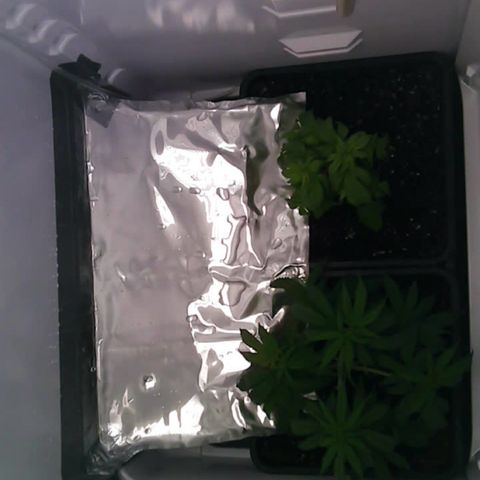 Runtz growlog photo: morgens 