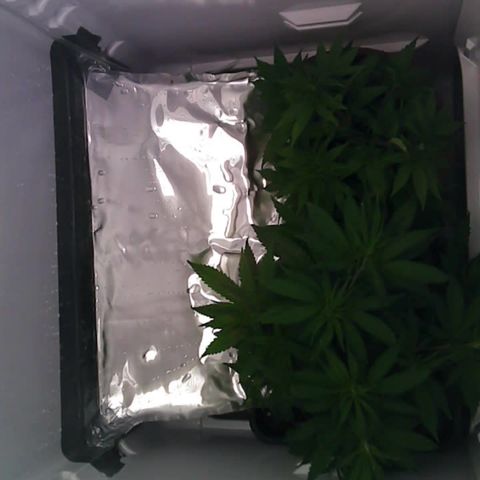 Runtz growlog timeline photo