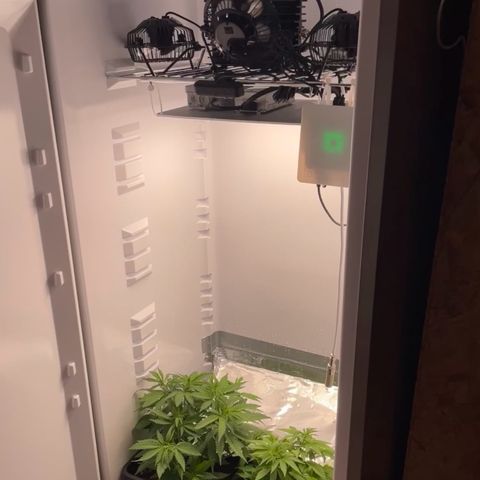 Runtz growlog timeline photo