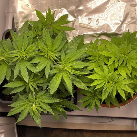 Runtz growlog timeline photo