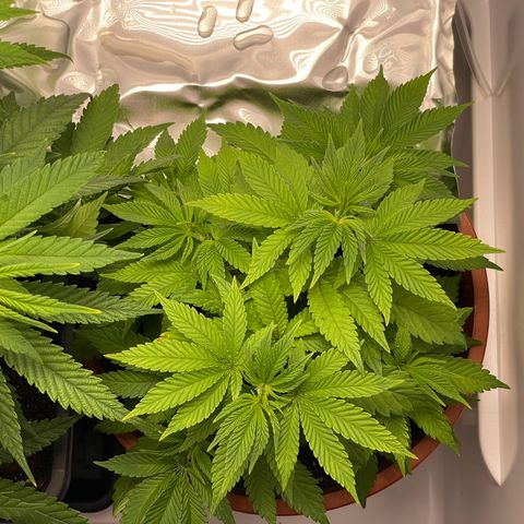 Lava Cake growlog timeline photo