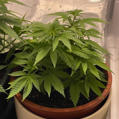 Lava Cake growlog timeline photo