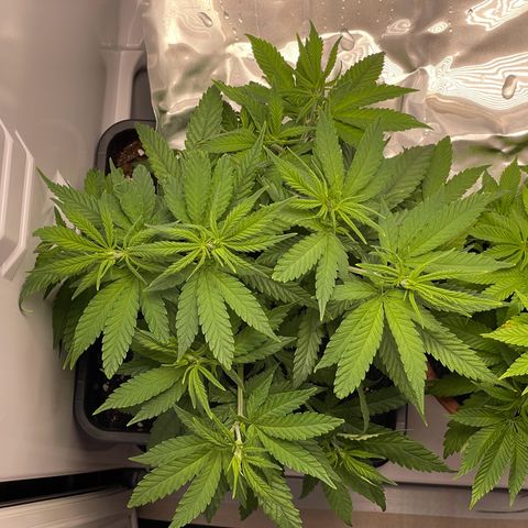 Runtz growlog timeline photo