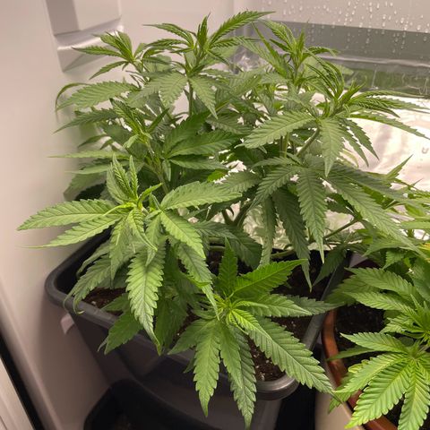 Runtz growlog timeline photo