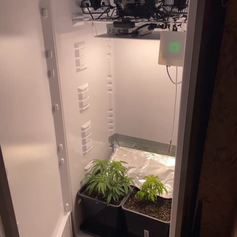 Runtz growlog timeline photo