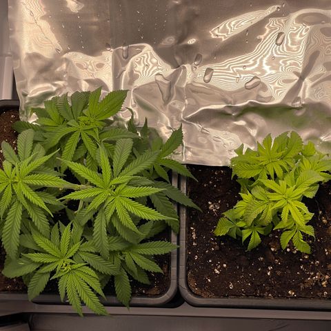 Runtz growlog timeline photo