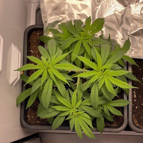 Runtz growlog timeline photo
