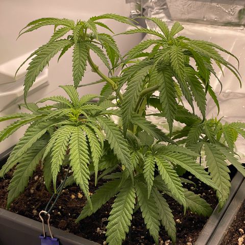 Runtz growlog timeline photo