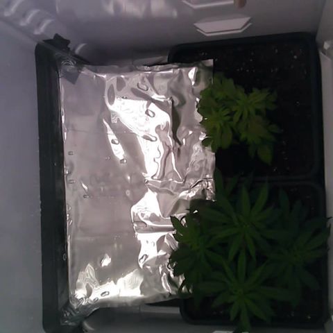 Runtz growlog timeline photo