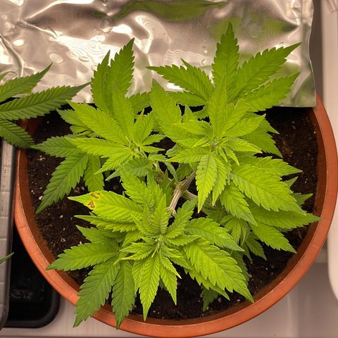Lava Cake growlog timeline photo