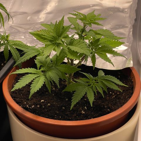 Lava Cake growlog timeline photo