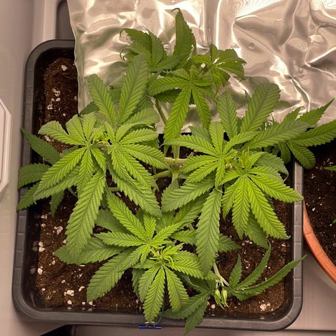 Runtz growlog timeline photo