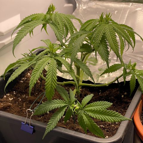 Runtz growlog timeline photo