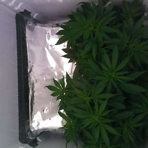 Runtz growlog timeline photo