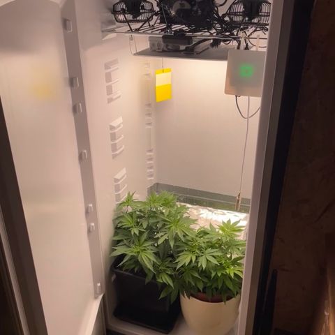 Runtz growlog timeline photo