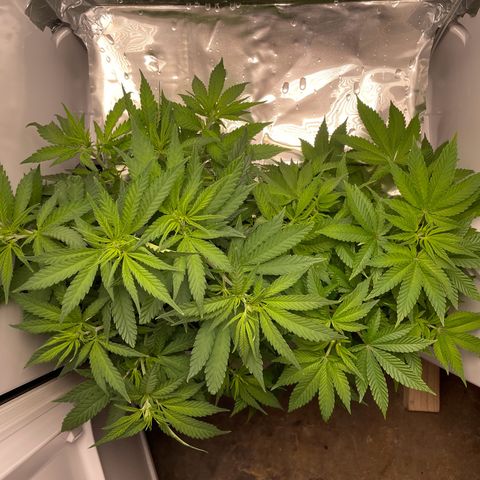 Runtz growlog timeline photo