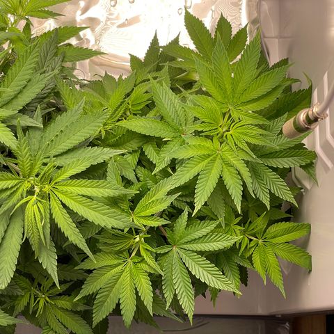Lava Cake growlog timeline photo