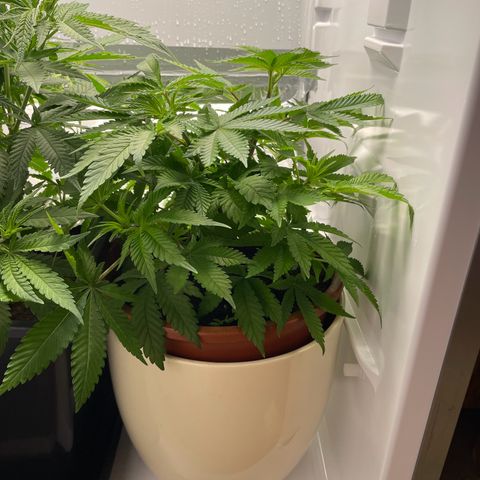 Lava Cake growlog timeline photo