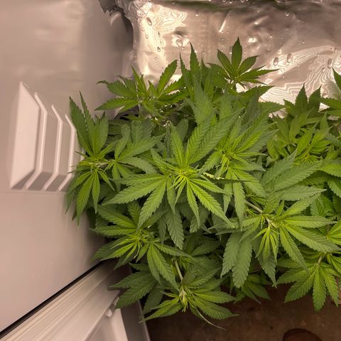 Runtz growlog timeline photo