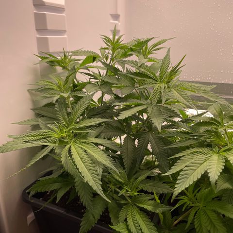 Runtz growlog timeline photo