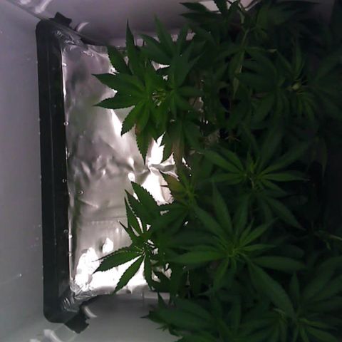 Runtz growlog photo: Entlaubung