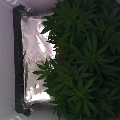 Runtz growlog photo: Entlaubung