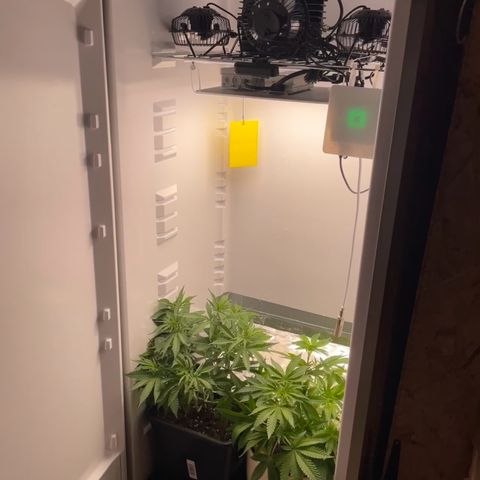 Runtz growlog timeline photo