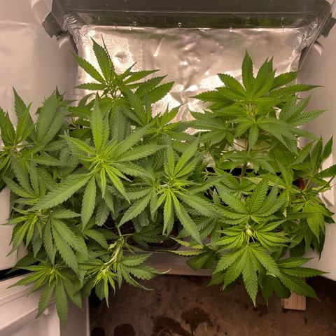 Runtz growlog timeline photo