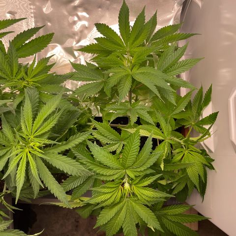 Lava Cake growlog timeline photo