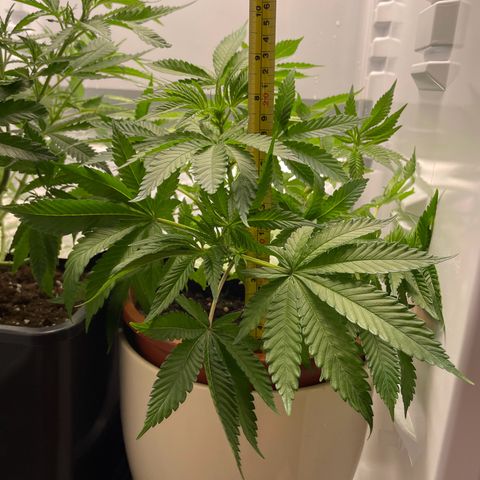 Lava Cake growlog timeline photo