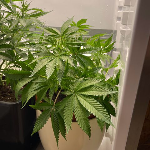 Lava Cake growlog timeline photo