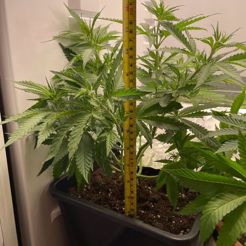 Runtz growlog timeline photo