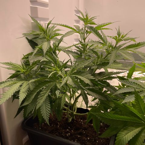 Runtz growlog timeline photo