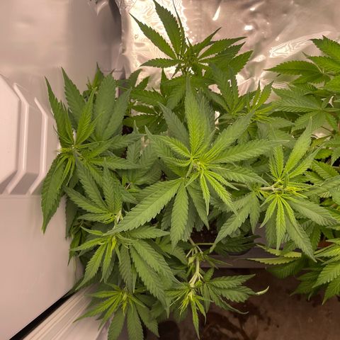Runtz growlog timeline photo