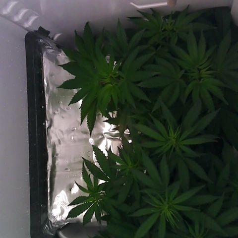 Runtz growlog timeline photo